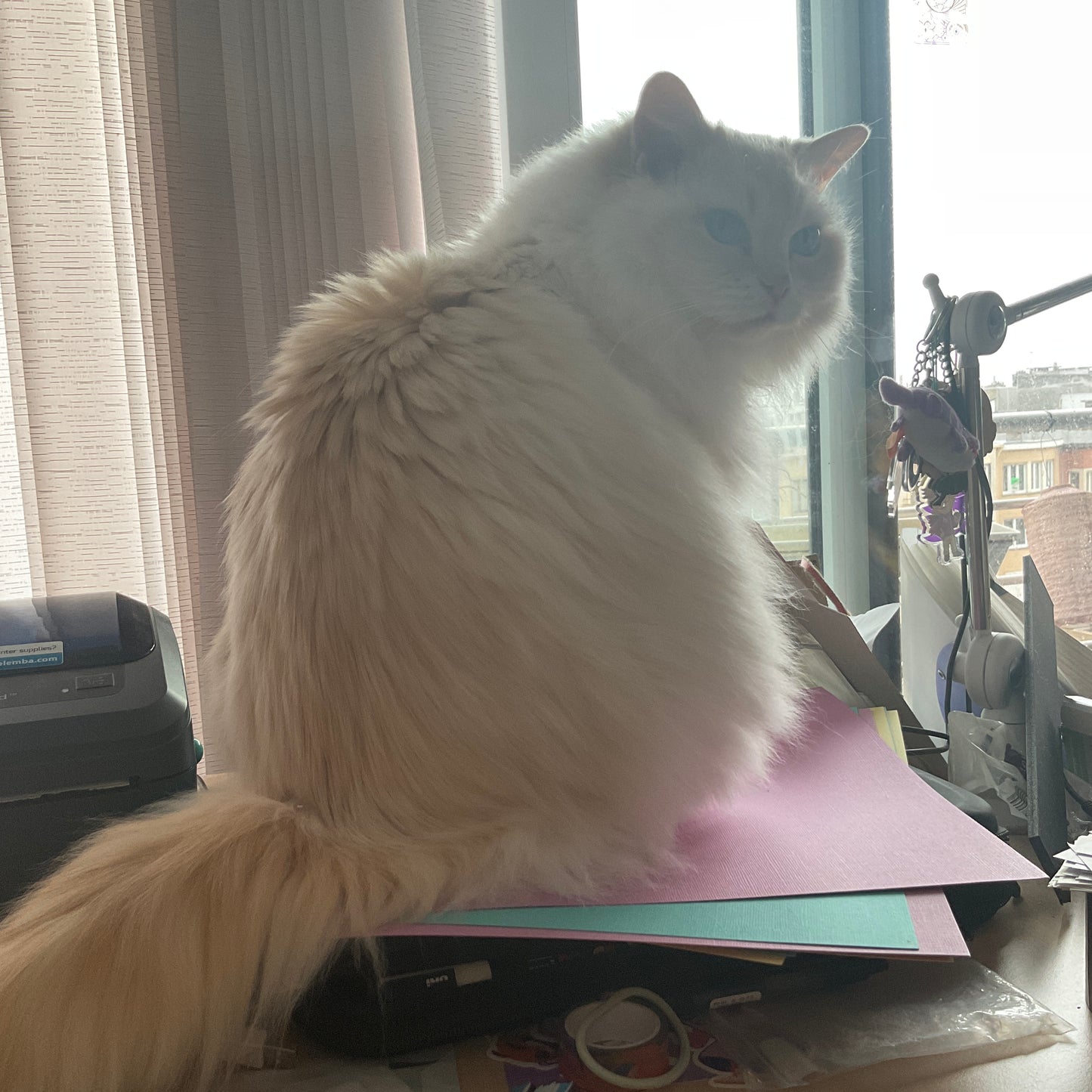 Poes Sticker! // Cute Ragdoll Cat Sticker Pack