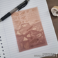 Fossils Transparent Sticker Sheets